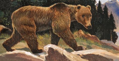 الدب البني (Kodiak Bear) بواسطة مدرسة اللغة الإنجليزية