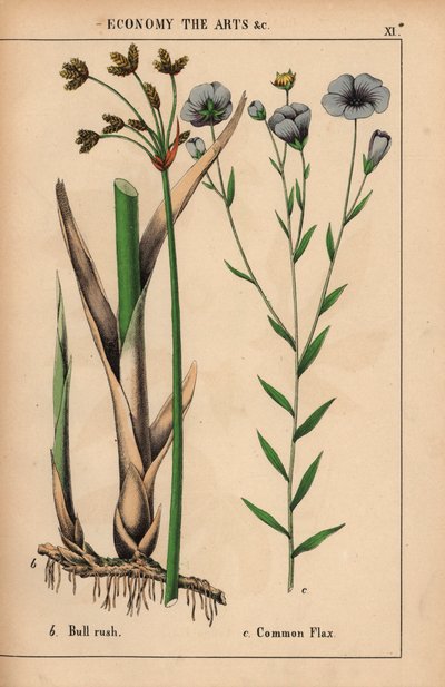 اندفاع الثور أو البردي Cyperus ونبات الكتان المشترك مع الزهور الزرقاء Linum usitatissimum.  ، من "The Instructive Picturebook، or Lessons from the Vegetable World،" [شارلوت ماري يونج] ، إدنبرة بواسطة مدرسة اللغة الإنجليزية