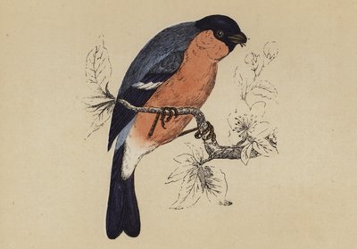 Bullfinch (colour litho) بواسطة مدرسة اللغة الإنجليزية