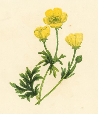 الحوذان ، Ranunculus Bulbosus (لون الليثو) بواسطة مدرسة اللغة الإنجليزية