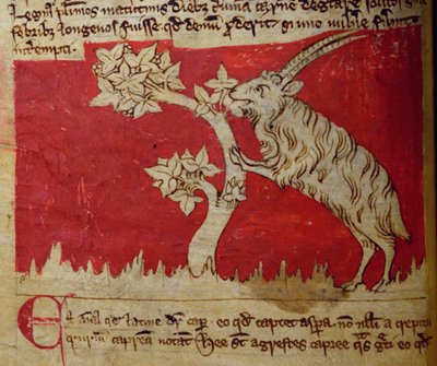 CCA-LitMs - D - 10 fol.1v Goat ، من Bestiary بواسطة مدرسة اللغة الإنجليزية