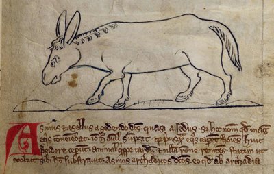 CCA-LitMs - D - 10 fol. 10r الحمار ، من Bestiary بواسطة مدرسة اللغة الإنجليزية