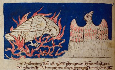 CCA-LitMs - D - 10 fol. 17 ظ فيونيكس ، من Bestiary بواسطة مدرسة اللغة الإنجليزية
