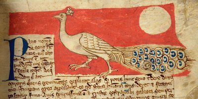 CCA-LitMs - D - 10 fol. 22 و بيكوك من Bestiary بواسطة مدرسة اللغة الإنجليزية