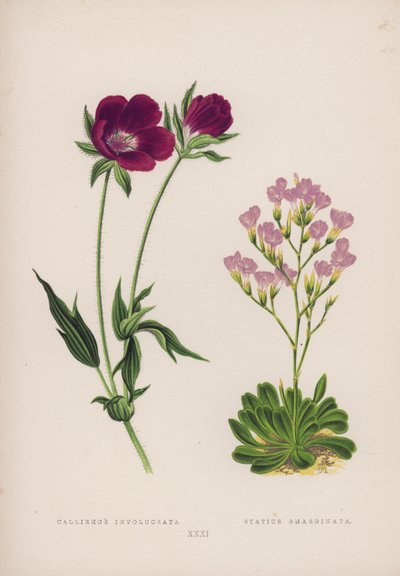 Callirhoe متورط هامشي ثابت (لون ليثو) بواسطة مدرسة اللغة الإنجليزية