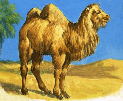 جمل بواسطة مدرسة اللغة الإنجليزية