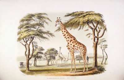 Camelopardalis Giraffa بواسطة مدرسة اللغة الإنجليزية