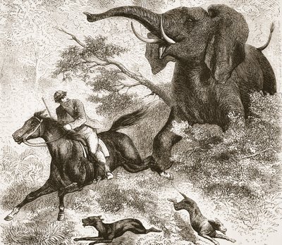 مطاردة بفيل ، صورة توضيحية من الطبعة التصويرية للحياة واكتشافات ديفيد ليفينغستون من قبل J. Ewing Richie ، الحانة. بقلم أ. فولارتون وشركاه ، 1876 بواسطة مدرسة اللغة الإنجليزية