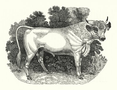 Chillingham Cattle (engraving) بواسطة مدرسة اللغة الإنجليزية