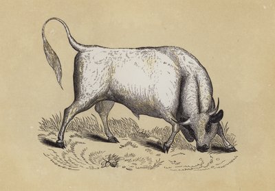 Chillingham Wild Bull (colour litho) بواسطة مدرسة اللغة الإنجليزية