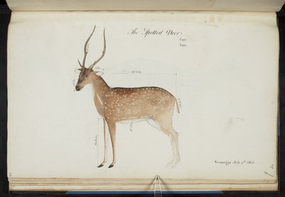 شيتال. "محور عنق الرحم". النقوش الأصلية: "The Spotted Deer Can: San: Seemogga الرابع من تموز (يوليو) 1805" [بالأبعاد الموضحة]  ألوان مائية.  1799-1819 بواسطة مدرسة اللغة الإنجليزية