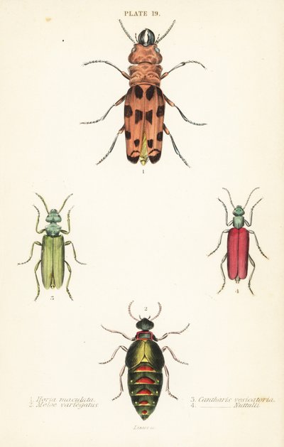 Cissites maculata 1, variegated oil beetle, Meloe variegatus 2, Spanish fly, Lytta vesicatoria 3, and Nuttall’s blister beetle, Lytta nuttalli 4 بواسطة مدرسة اللغة الإنجليزية