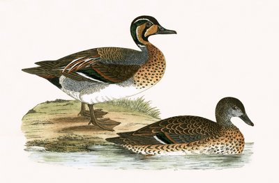 Clucking Teal ، توضيح من "تاريخ طيور أوروبا غير المرصودة في الجزر البريطانية" بقلم تشارلز روبرت بري (1811-1886) ، نشر عام 1867 بواسطة مدرسة اللغة الإنجليزية