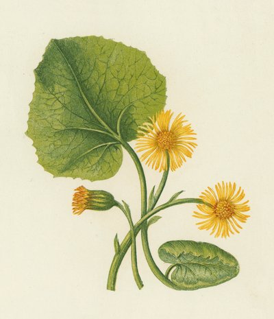 Colt's-Foot ، Tussilago Farfara (لون ليثو) بواسطة مدرسة اللغة الإنجليزية