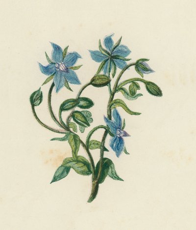 لسان الثور الشائع ، Borago Officinalis (لون ليثو) بواسطة مدرسة اللغة الإنجليزية