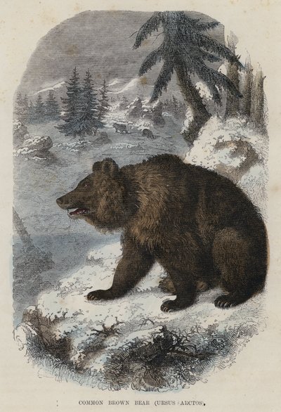 الدب البني الشائع ، Ursus Arctos (نقش ملون) بواسطة مدرسة اللغة الإنجليزية