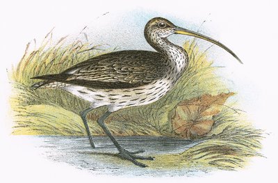 Curlew المشتركة بواسطة مدرسة اللغة الإنجليزية