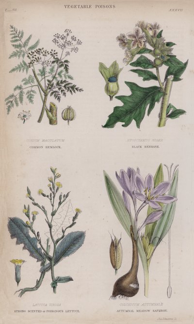 Common Hemlock; Black Henbane; Strong Scented or Poisonous Lettuce; Autumnal Meadow Saferon (coloured engraving) بواسطة مدرسة اللغة الإنجليزية
