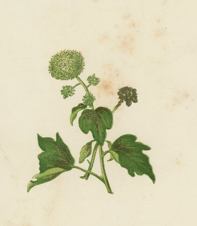 اللبلاب المشترك ، Hedera Helix (لون ليثو) بواسطة مدرسة اللغة الإنجليزية