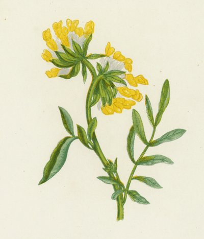 البيقة الكلوية الشائعة ، Anthyllis Vulneraria (لون ليثو) بواسطة مدرسة اللغة الإنجليزية