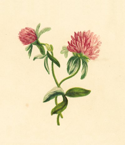 البرسيم الأرجواني الشائعة ، Pratense Trifolium بواسطة مدرسة اللغة الإنجليزية