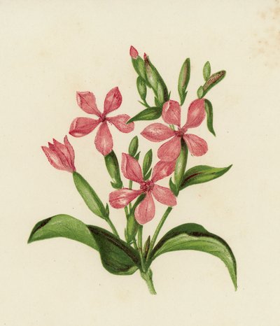 Soapwort الشائع ، Saponaria Officinalis (لون ليثو) بواسطة مدرسة اللغة الإنجليزية