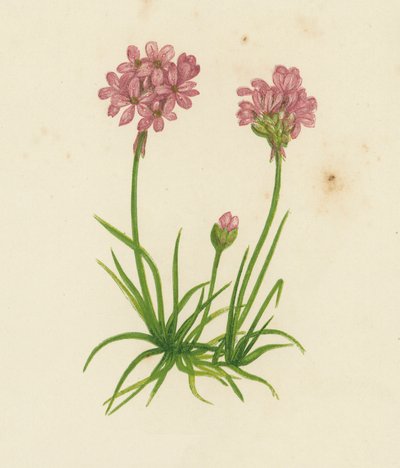 التوفير المشترك ، Statice Armeria (لون ليثو) بواسطة مدرسة اللغة الإنجليزية
