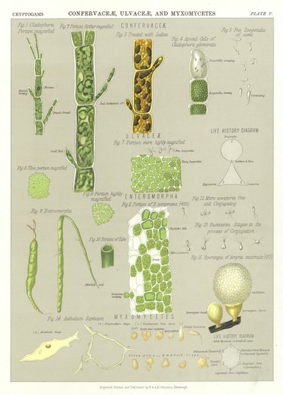 Confervaceae و Ulvaceae و Myxomycetes بواسطة مدرسة اللغة الإنجليزية