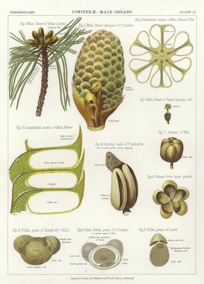 Coniferae، الأعضاء الذكور بواسطة مدرسة اللغة الإنجليزية