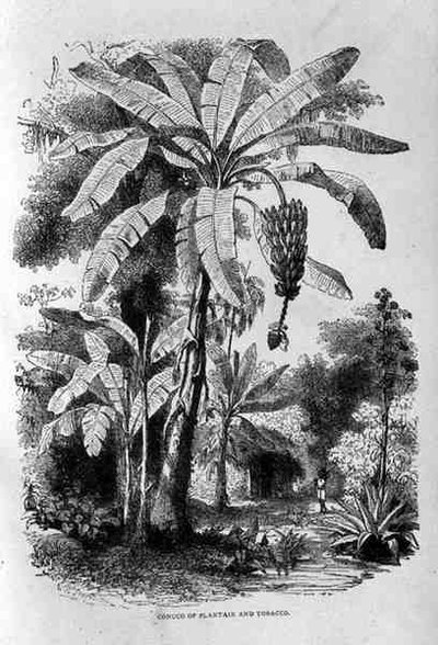 Conuco of Plantain and Tobacco ، from Santo Domingo Past and Present by Samuel Hazard، pub. عام 1873 بواسطة مدرسة اللغة الإنجليزية