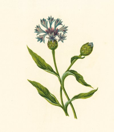 زجاجة الذرة الزرقاء، Centaurea Cyanus (ليثو ملون) بواسطة مدرسة اللغة الإنجليزية