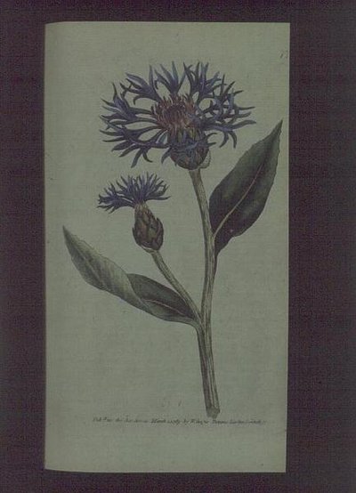 زهرة الذرة (Centaurea montana) ، اللوحة 77 من William Curtis "The Botanical Magazine" (أو "Flower Garden Displayed") ، حانة. 1789-90 (نقش) بواسطة مدرسة اللغة الإنجليزية