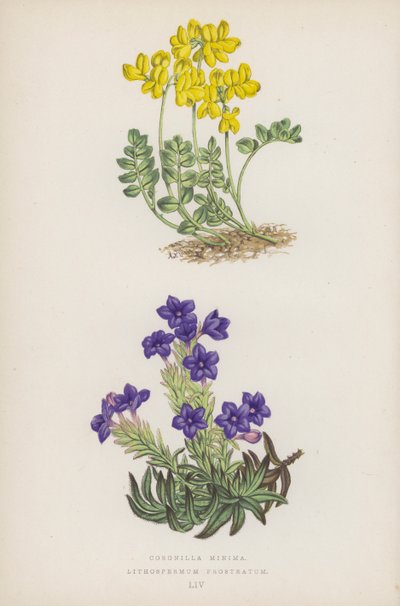 تيجان صغيرة Lithospermum Prostratum (لون الليثو) بواسطة مدرسة اللغة الإنجليزية