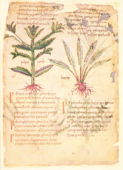 Cotton Vitellius CIII fol.30 الرسوم التوضيحية لـ Wulfes Camb و Henep ، من 