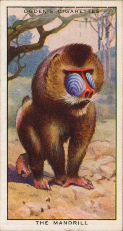 ألوان المغازلة، حيوانات، المندرل (طباعة حجرية ملونة) بواسطة مدرسة اللغة الإنجليزية