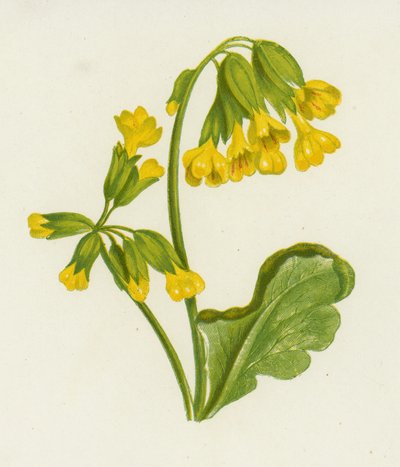 Cowslip ، Primula Veris (لون ليثو) بواسطة مدرسة اللغة الإنجليزية