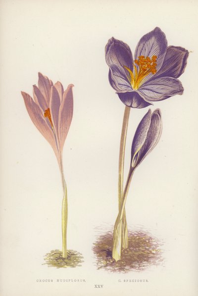 الزعفران Nudiflorus C سبيسيوسوس (لون ليثو) بواسطة مدرسة اللغة الإنجليزية