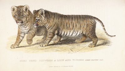 تربية الأشبال بين أسد ونمرة ، ثلاثة أشهر ، 1827-1835 بواسطة مدرسة اللغة الإنجليزية