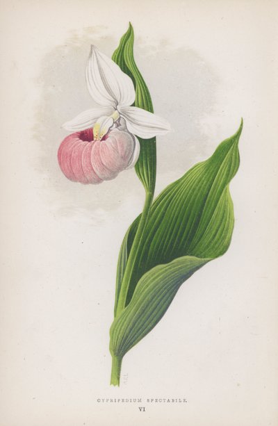 Cypripedium Spectabile (لون ليثو) بواسطة مدرسة اللغة الإنجليزية