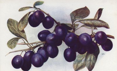  بواسطة مدرسة اللغة الإنجليزية