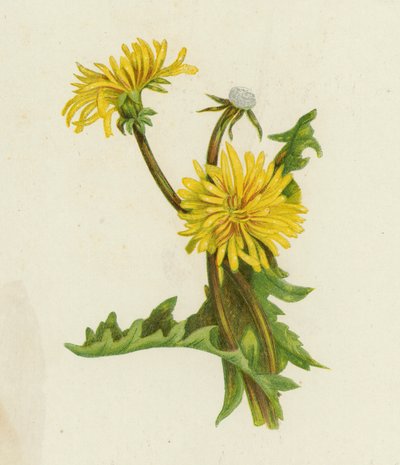 الهندباء ، Leontodon Taraxacum (لون ليثو) بواسطة مدرسة اللغة الإنجليزية
