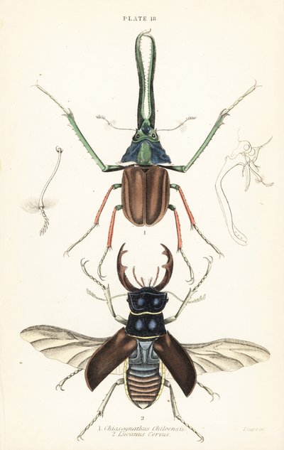 خنفساء داروين ، خنفساء غرانت أو خنفساء الأيل التشيلي ، Chiasognathus Grantii 1 ، وخنفساء الأيل الأوروبية ، Lucanus cervus 2 بواسطة مدرسة اللغة الإنجليزية