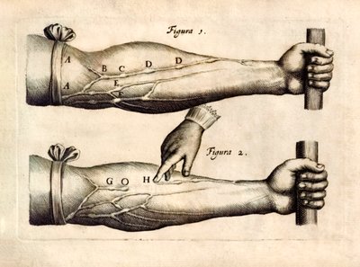 De Motu Cordi ، وضع Sanguinis في Animalibus '(حركة القلب والدم في الكائنات الحية) بواسطة William Harvey (1578-1657) نُشر لأول مرة في عام 1628 يُظهر شبكة الأوردة في الساعد التي تحتوي على صمامات أحادية الاتجاه. بواسطة مدرسة اللغة الإنجليزية