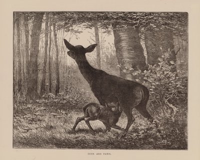 الغزلان والظبي (نقش) بواسطة مدرسة اللغة الإنجليزية