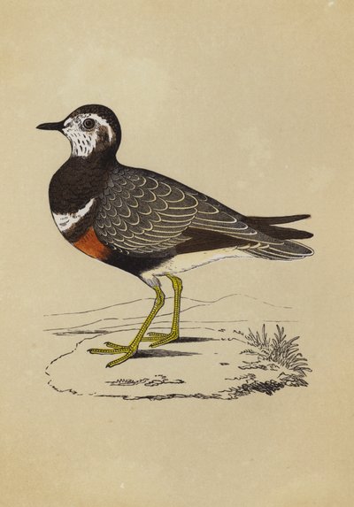 Dotterel (colour litho) بواسطة مدرسة اللغة الإنجليزية
