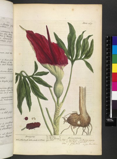Dracontium ، من فيلم "A Curious Herbal ..." بقلم إليزابيث بلاكويل بواسطة مدرسة اللغة الإنجليزية
