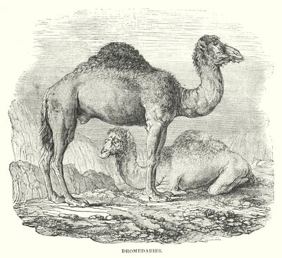 الجمل (النقش) بواسطة مدرسة اللغة الإنجليزية