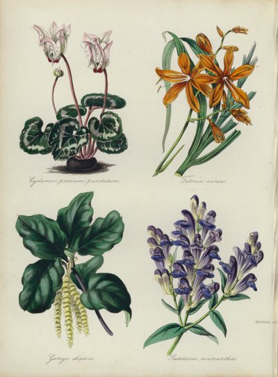 English Flower Garden: Cyclamen persicum punctatum, Tritonia aurea, Garrya elliptica, Scutellaria macrantha (colour litho) بواسطة مدرسة اللغة الإنجليزية