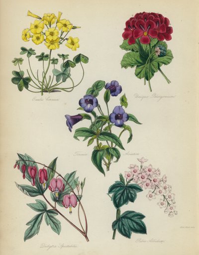 حديقة الزهور الإنجليزية: انظر Oxalis هو بيلارجونيوم فريد ، Torenia asiatica ، Dielytra Alocasia ، Ribes Albidum بواسطة مدرسة اللغة الإنجليزية