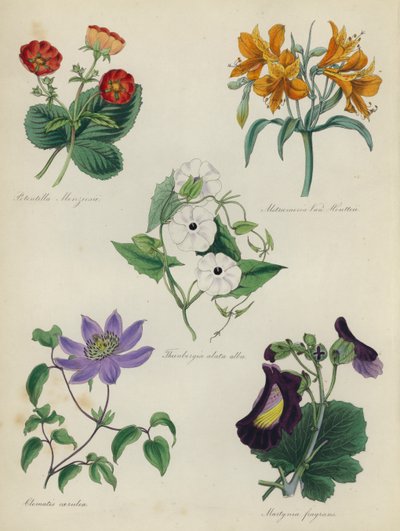 حديقة الزهور الإنجليزية: Potentilla Menziesii ، Alstraemeria Van Houtteii ، Thunbergia alata alba ، Clematis caerulea ، Martynia fragrans بواسطة مدرسة اللغة الإنجليزية